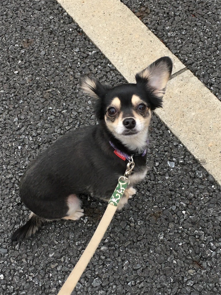 f:id:akie1000:20170122155231j:image