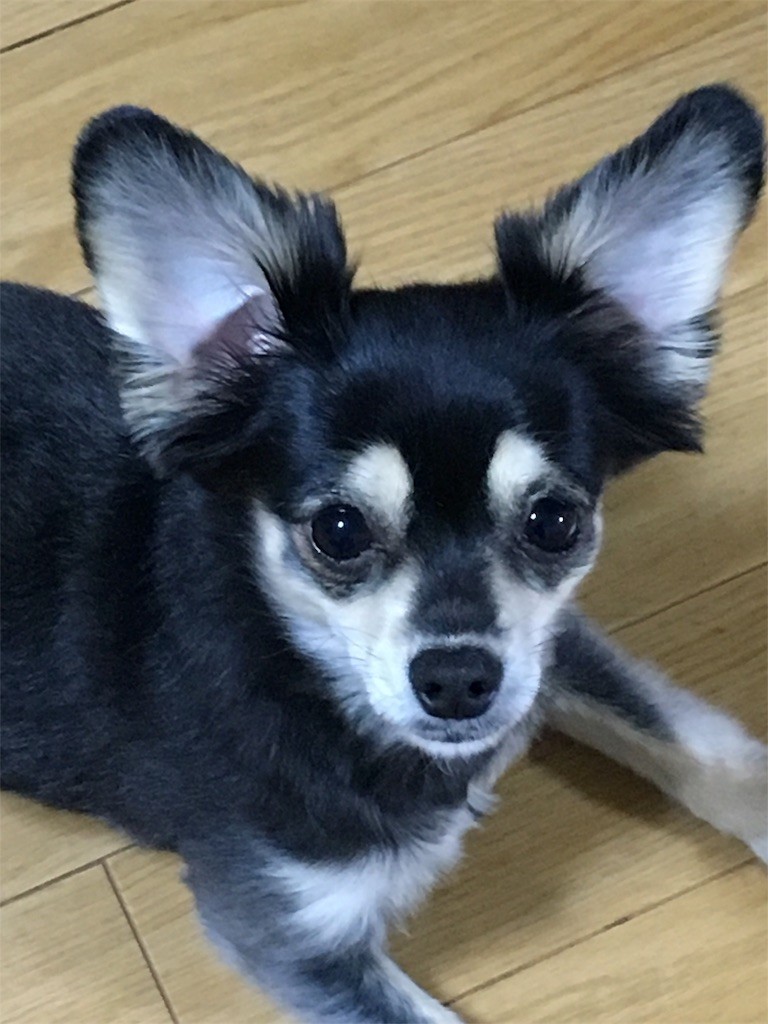 f:id:akie1000:20170201003638j:image
