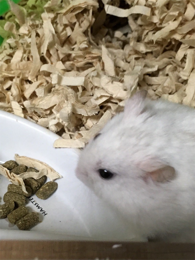 f:id:akie1000:20170225003700j:image