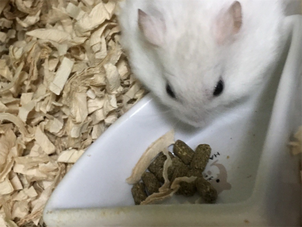 f:id:akie1000:20170225003707j:image