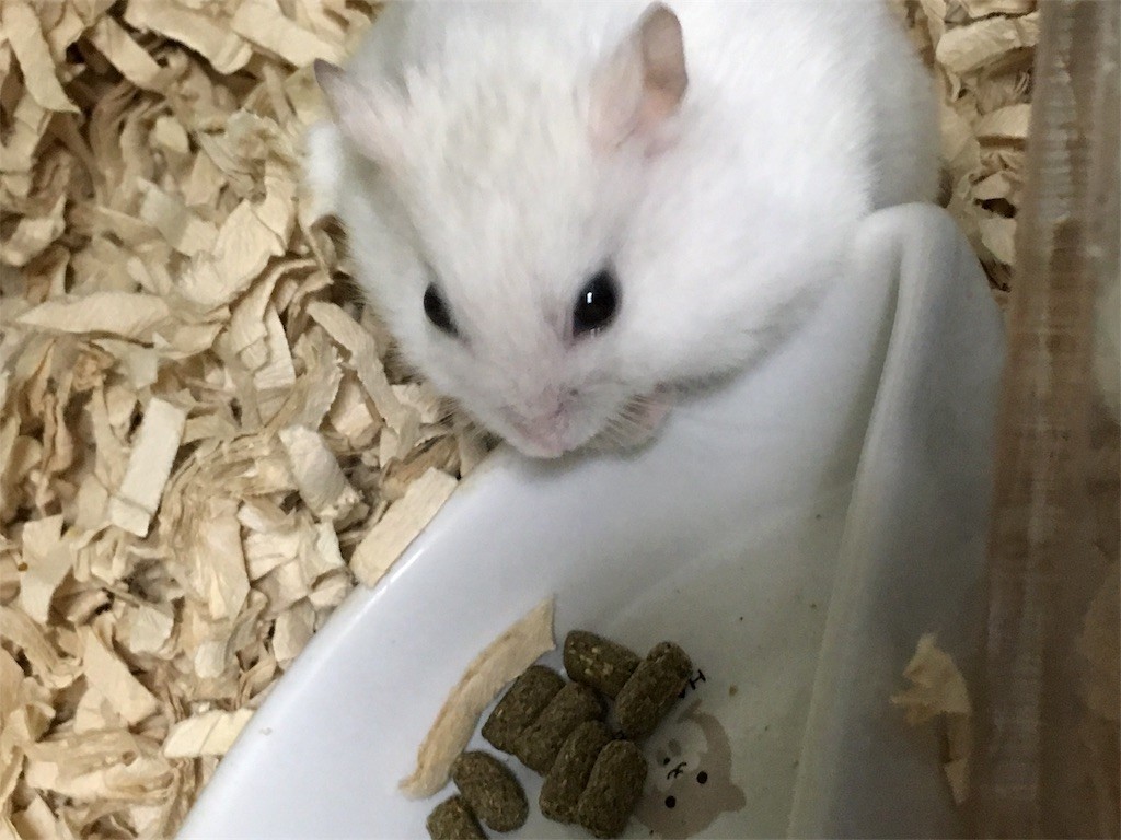 f:id:akie1000:20170225003719j:image