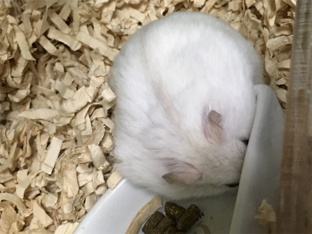 f:id:akie1000:20170225003736j:image