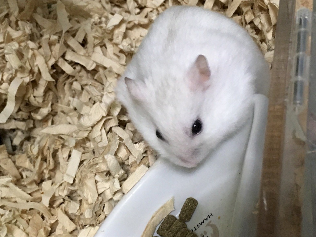 f:id:akie1000:20170225003746j:image