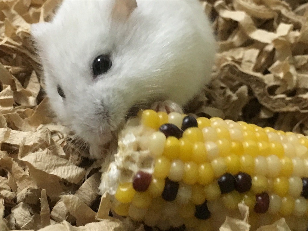 f:id:akie1000:20170506024848j:plain