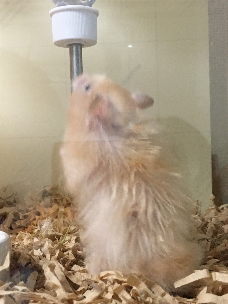 f:id:akie1000:20170512002222j:image