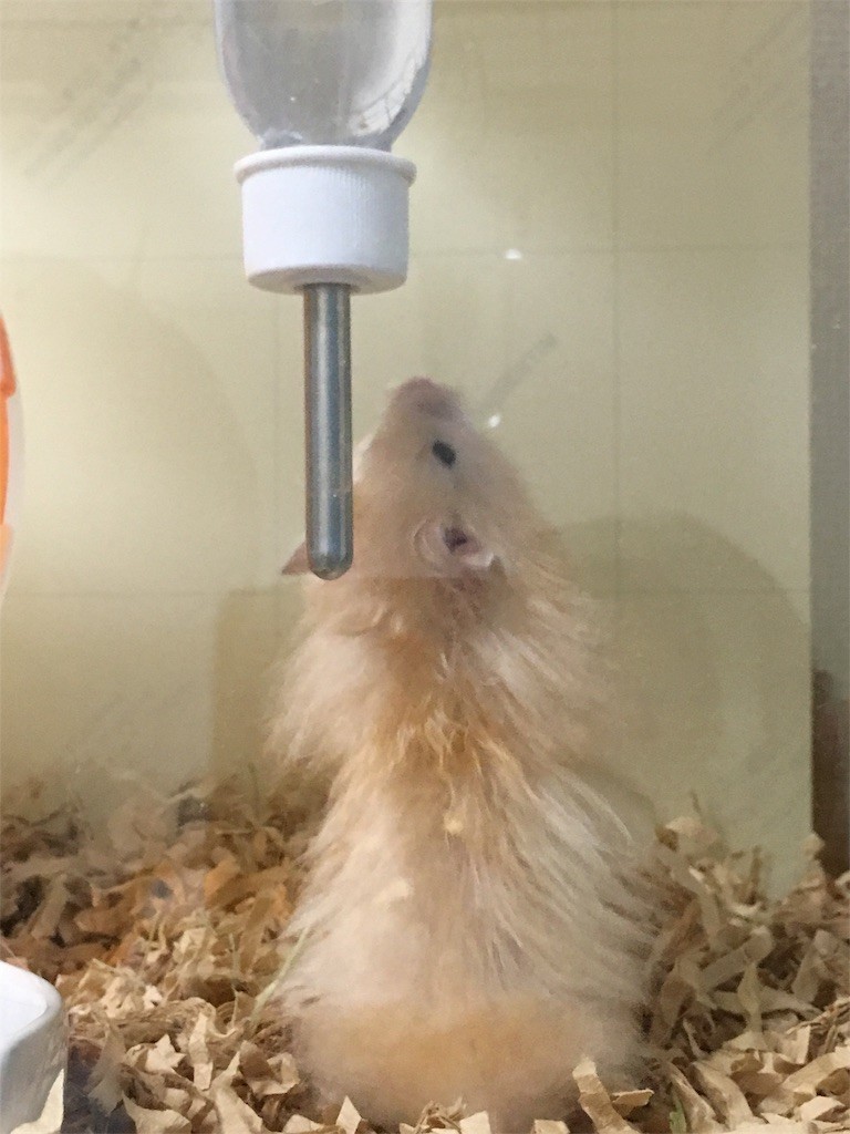 f:id:akie1000:20170512002257j:image