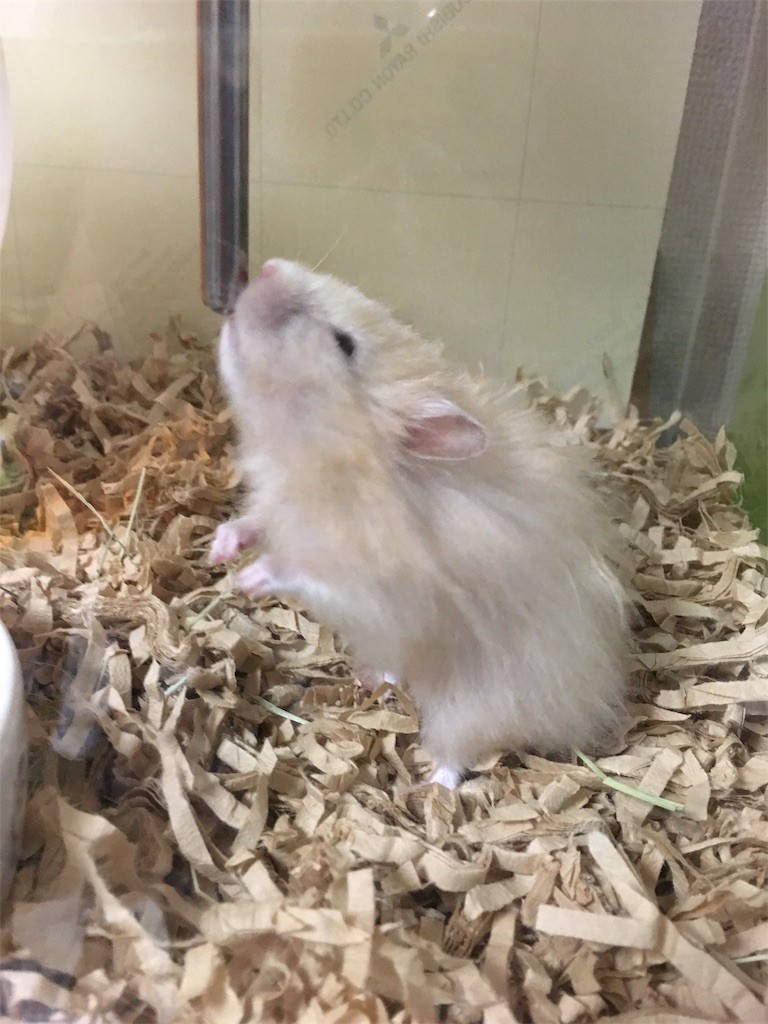 f:id:akie1000:20170512002321j:image