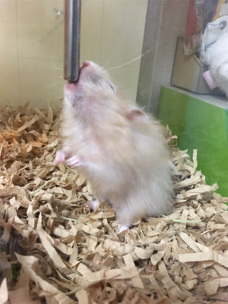 f:id:akie1000:20170512002333j:image