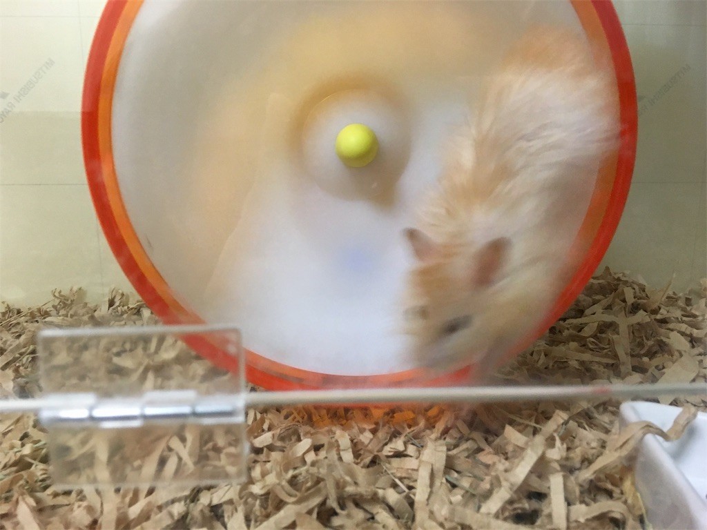 f:id:akie1000:20170512002512j:image