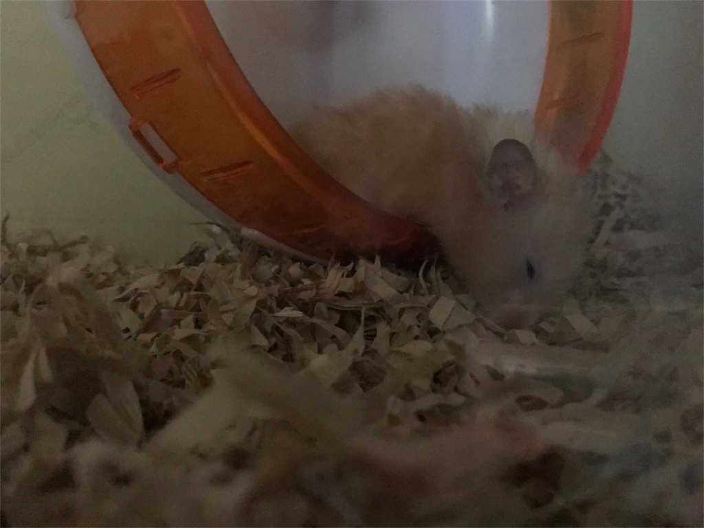 f:id:akie1000:20170513003337j:image