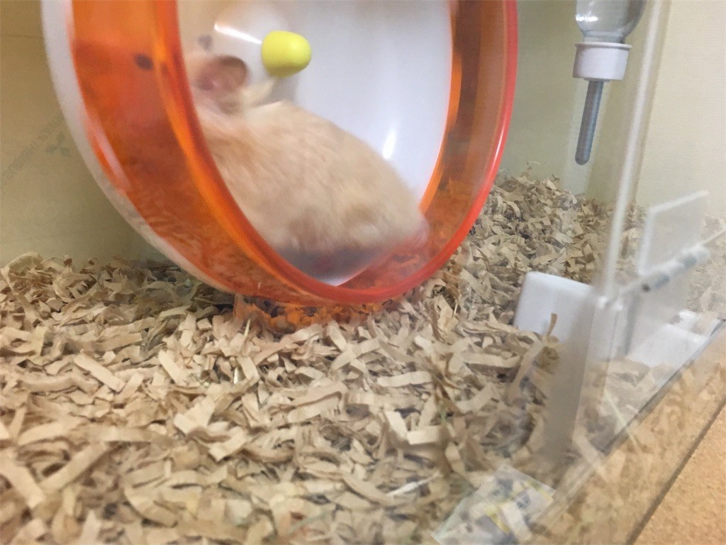 f:id:akie1000:20170513003559j:image