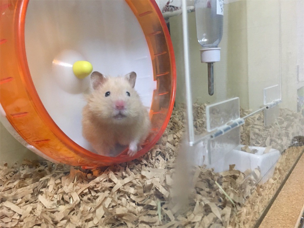 f:id:akie1000:20170513003605j:image