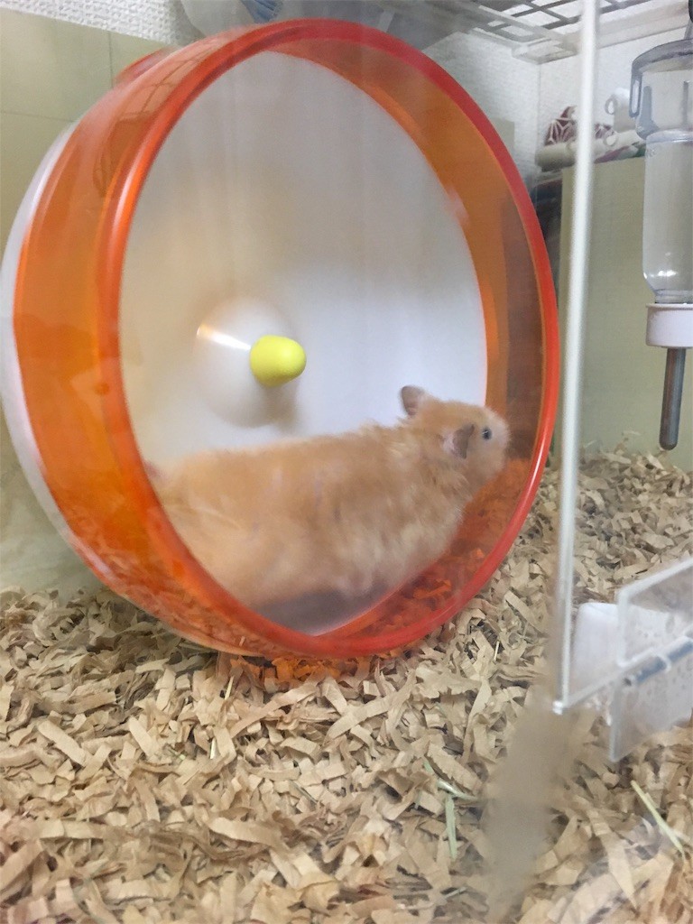 f:id:akie1000:20170513003619j:image