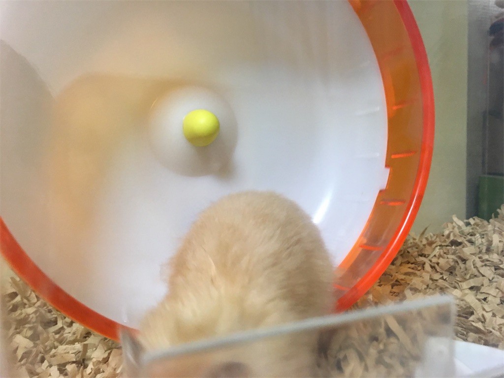 f:id:akie1000:20170513003634j:image