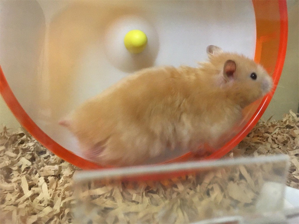 f:id:akie1000:20170513003644j:image