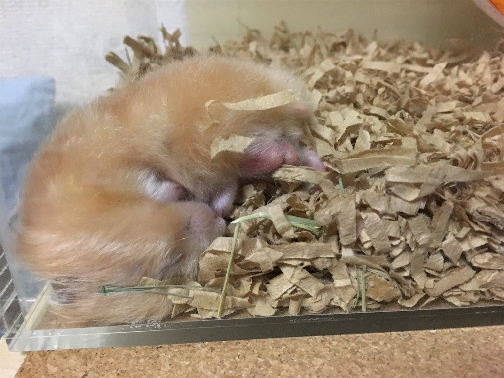 f:id:akie1000:20170513004422j:image