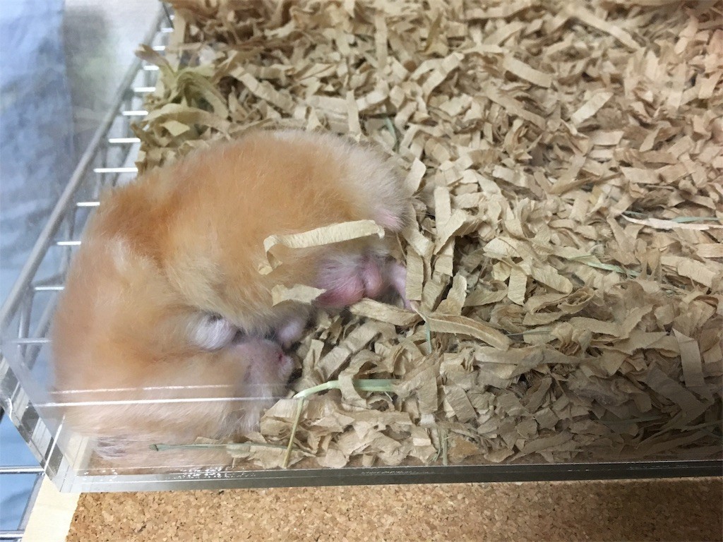 f:id:akie1000:20170513004430j:image