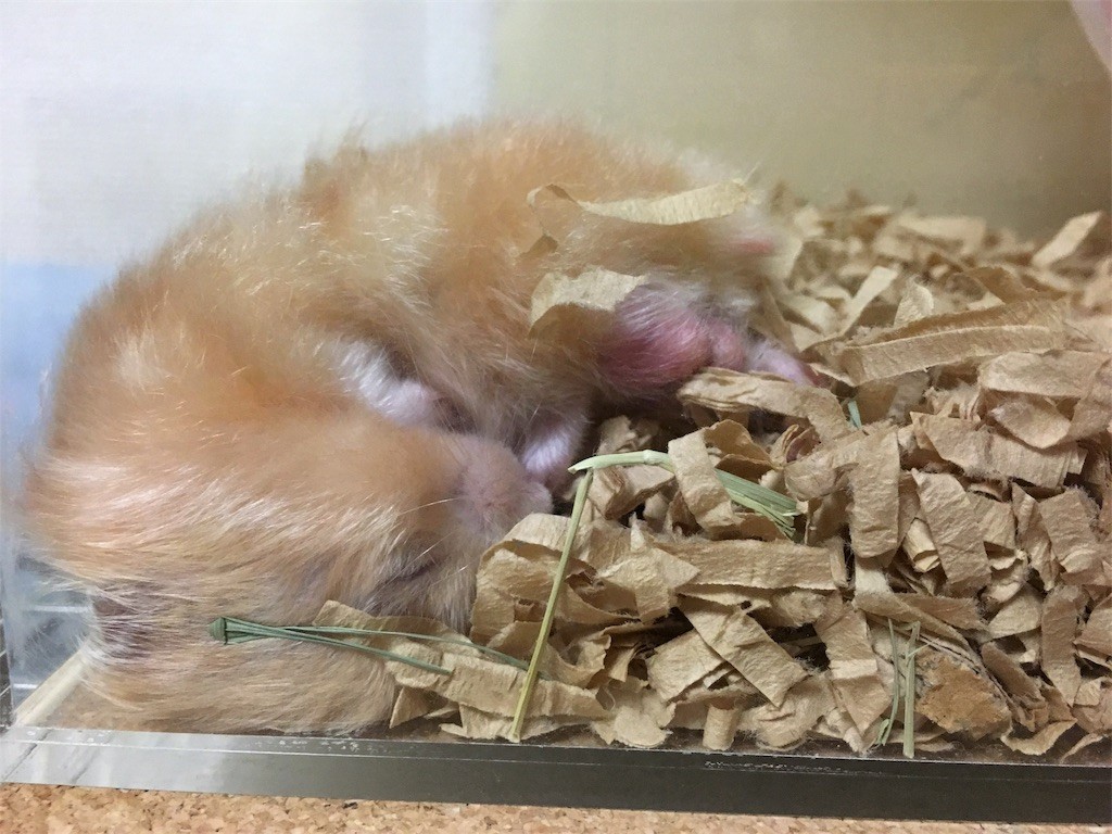 f:id:akie1000:20170513004439j:image