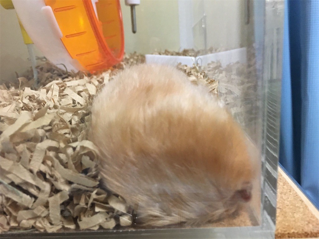 f:id:akie1000:20170513004512j:image