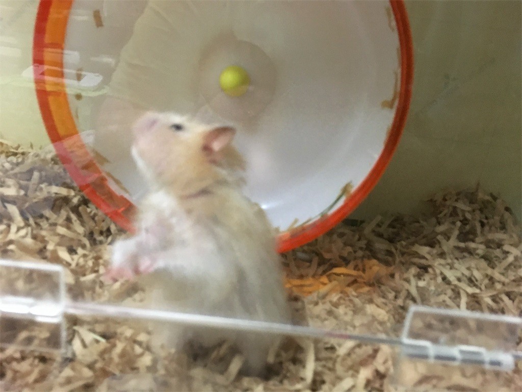 f:id:akie1000:20170514012901j:image f:id:akie1000:20170514012901j:image