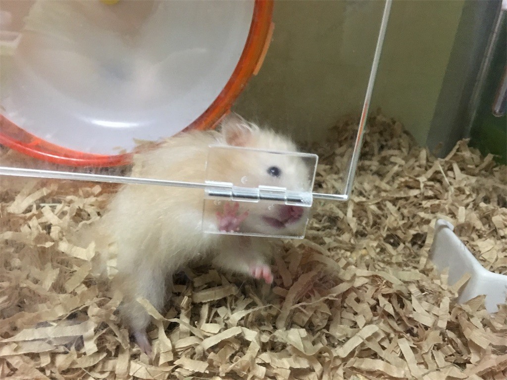 f:id:akie1000:20170514012916j:image f:id:akie1000:20170514012916j:image