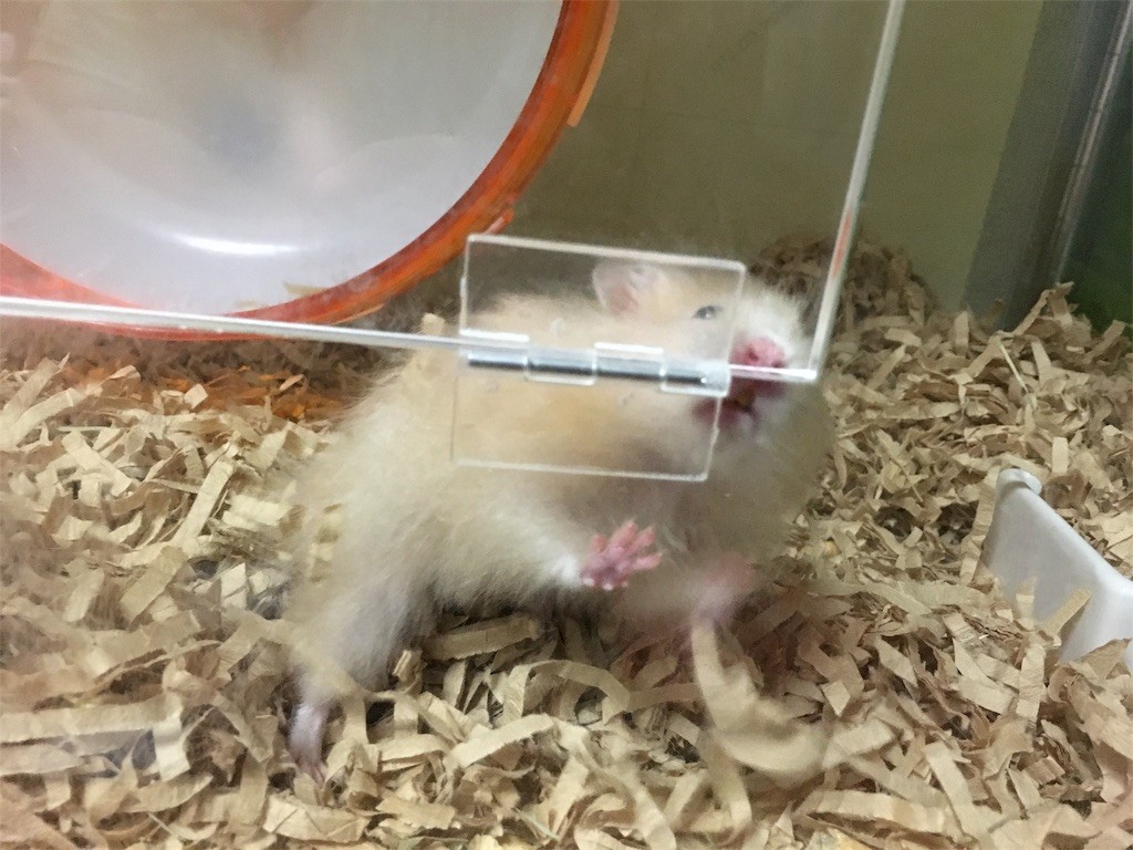 f:id:akie1000:20170514012924j:image f:id:akie1000:20170514012924j:image