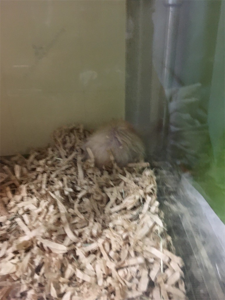 f:id:akie1000:20170514012949j:image f:id:akie1000:20170514012949j:image