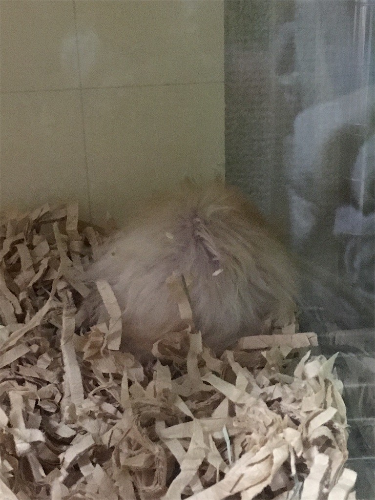 f:id:akie1000:20170514012958j:image f:id:akie1000:20170514012958j:image