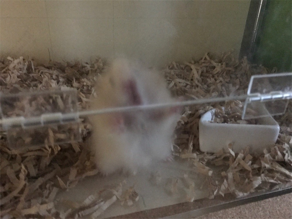 f:id:akie1000:20170514013041j:image f:id:akie1000:20170514013041j:image