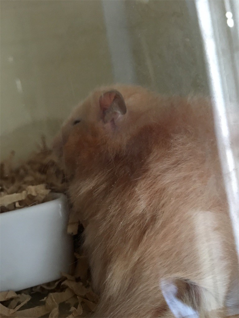 f:id:akie1000:20170517014928j:image