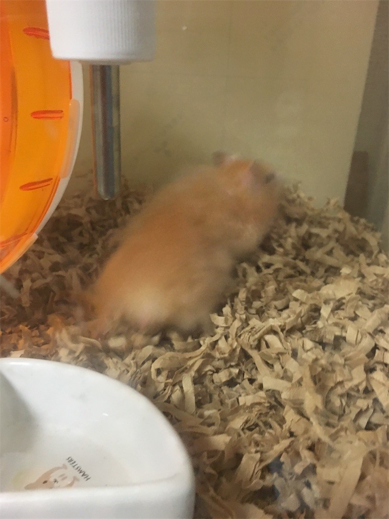 f:id:akie1000:20170517014945j:image