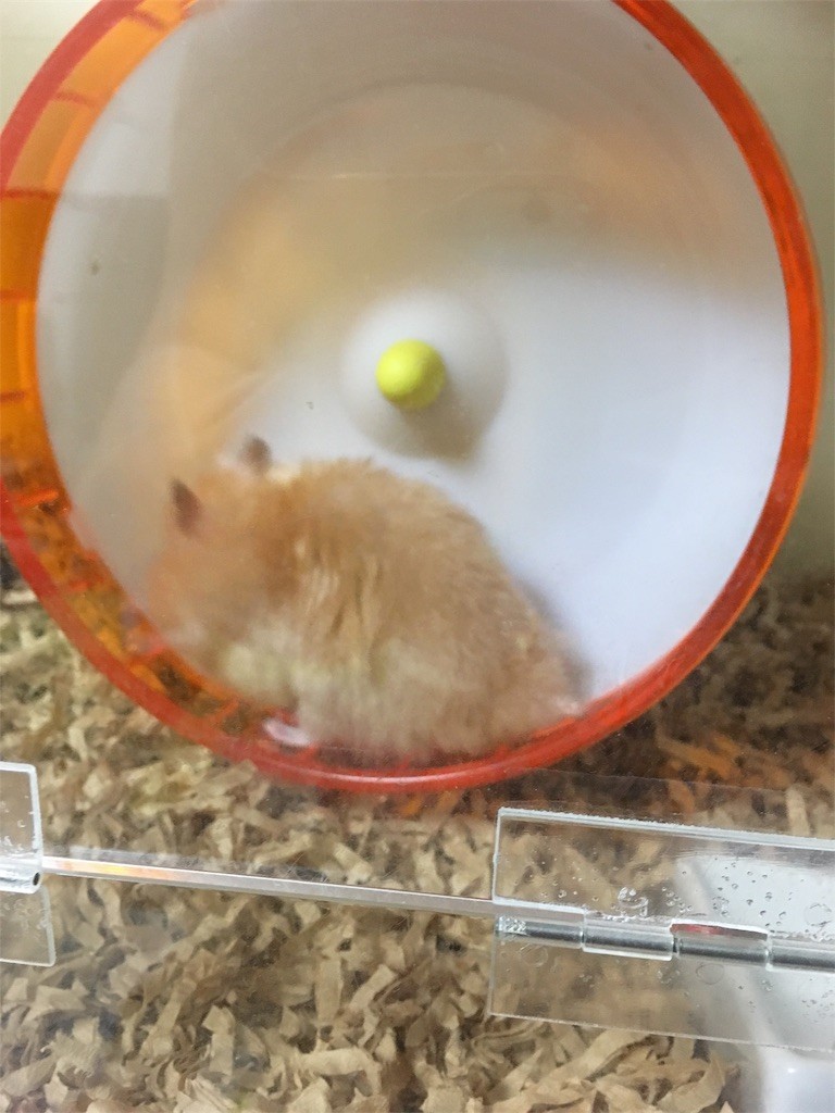 f:id:akie1000:20170517015001j:image