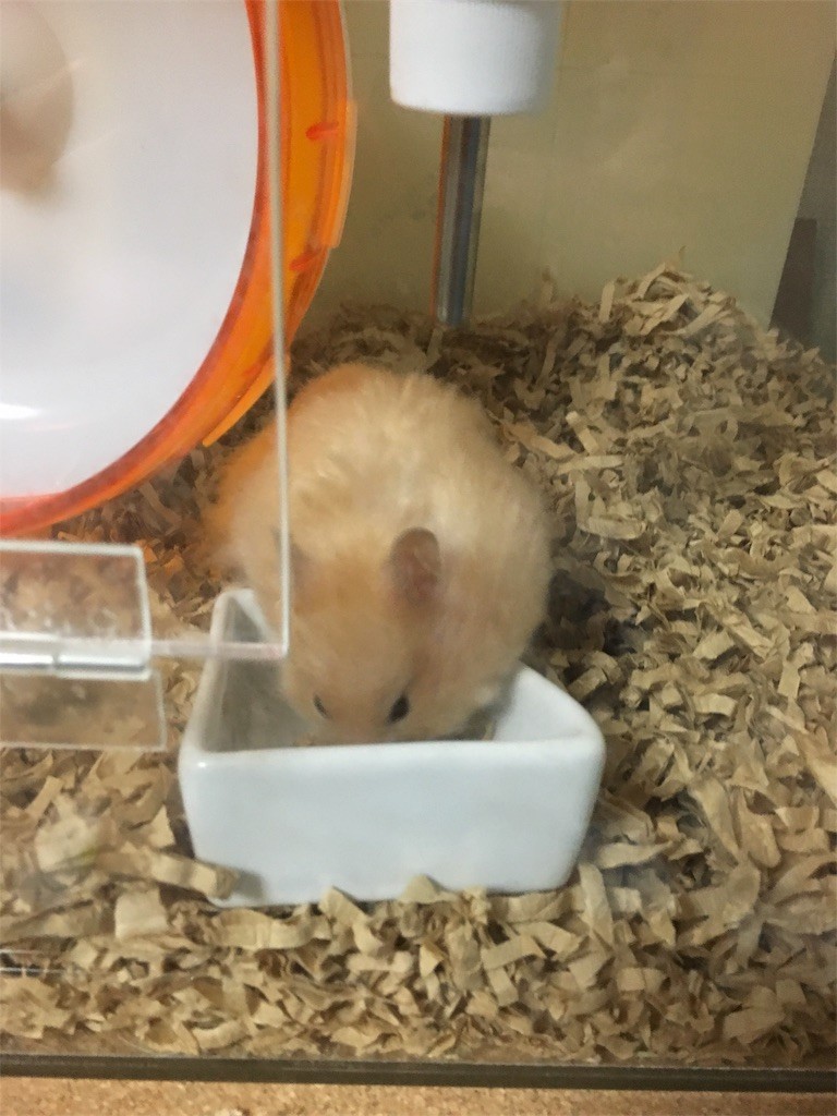 f:id:akie1000:20170517015030j:image