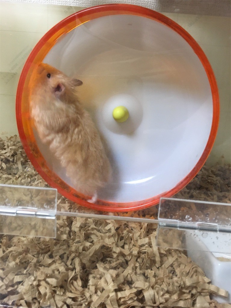 f:id:akie1000:20170517015046j:image