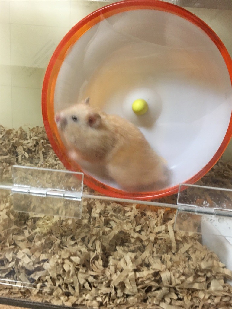 f:id:akie1000:20170517015054j:image