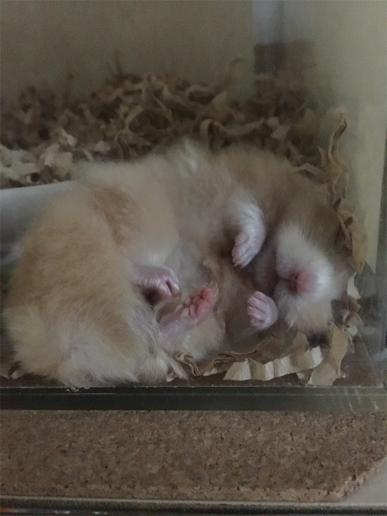 f:id:akie1000:20170517015244j:image