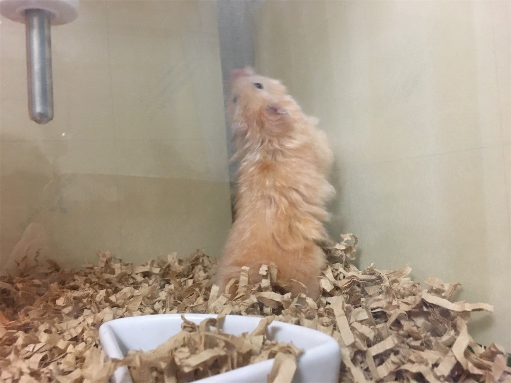 f:id:akie1000:20170517015324j:image