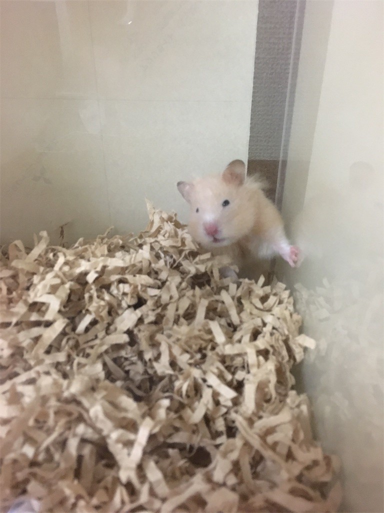 f:id:akie1000:20170519010324j:image