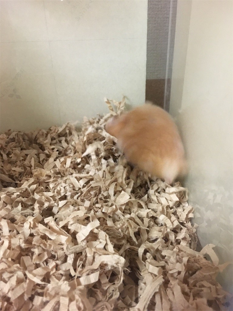 f:id:akie1000:20170519010352j:image