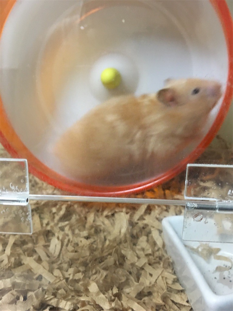 f:id:akie1000:20170519010406j:image