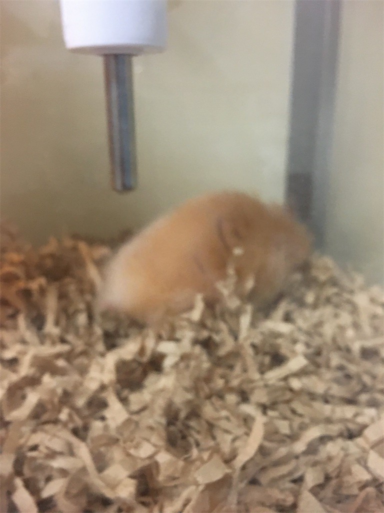 f:id:akie1000:20170519010416j:image