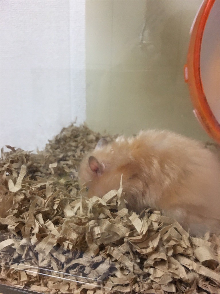 f:id:akie1000:20170519010426j:image