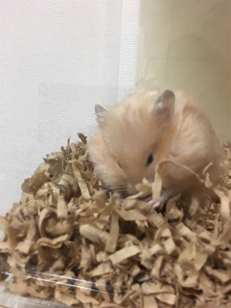 f:id:akie1000:20170519010443j:image