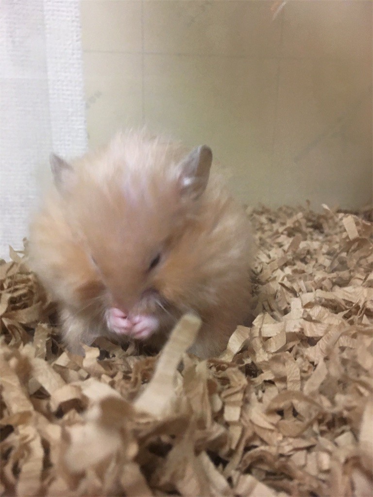 f:id:akie1000:20170519010613j:image