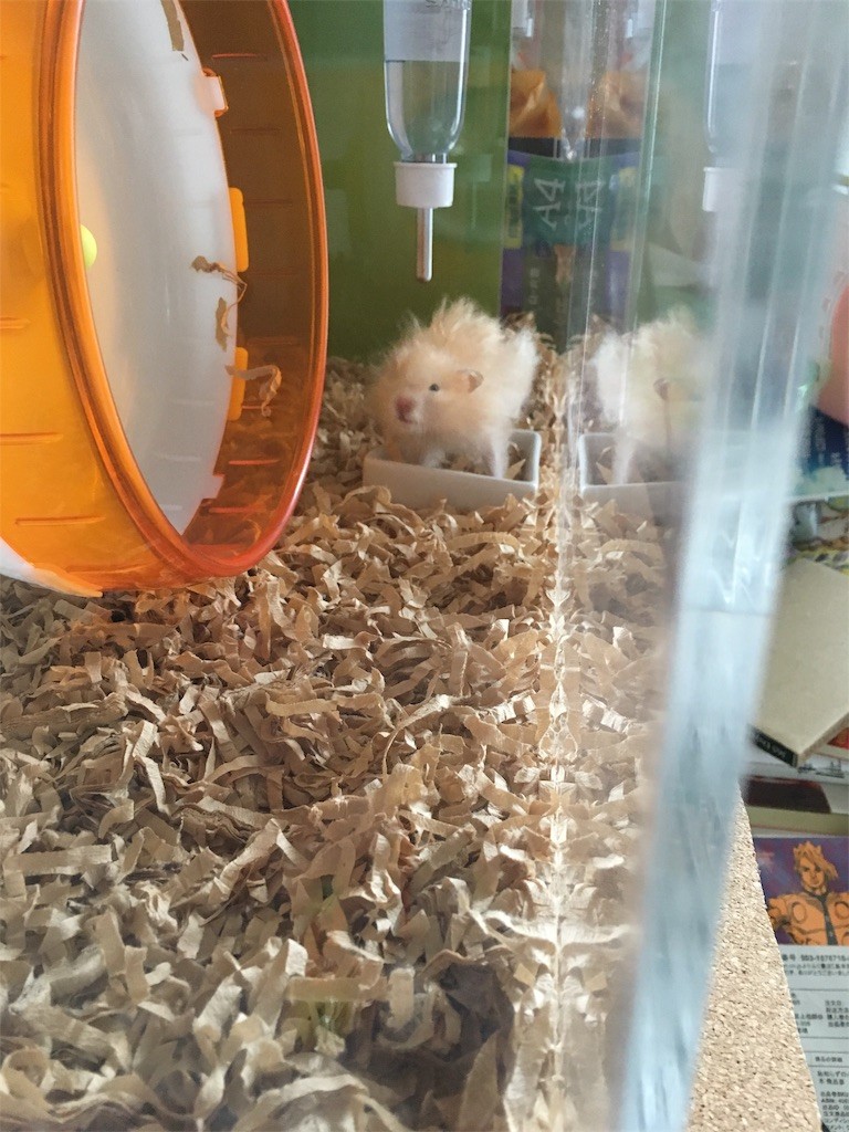 f:id:akie1000:20170520001327j:image f:id:akie1000:20170520001327j:image