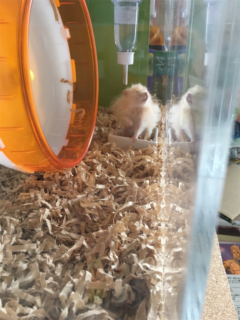 f:id:akie1000:20170520001339j:image f:id:akie1000:20170520001339j:image