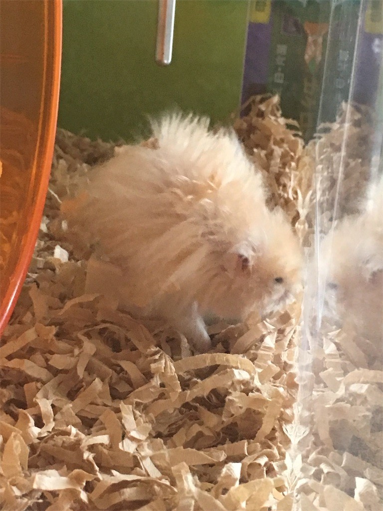 f:id:akie1000:20170520001351j:image f:id:akie1000:20170520001351j:image