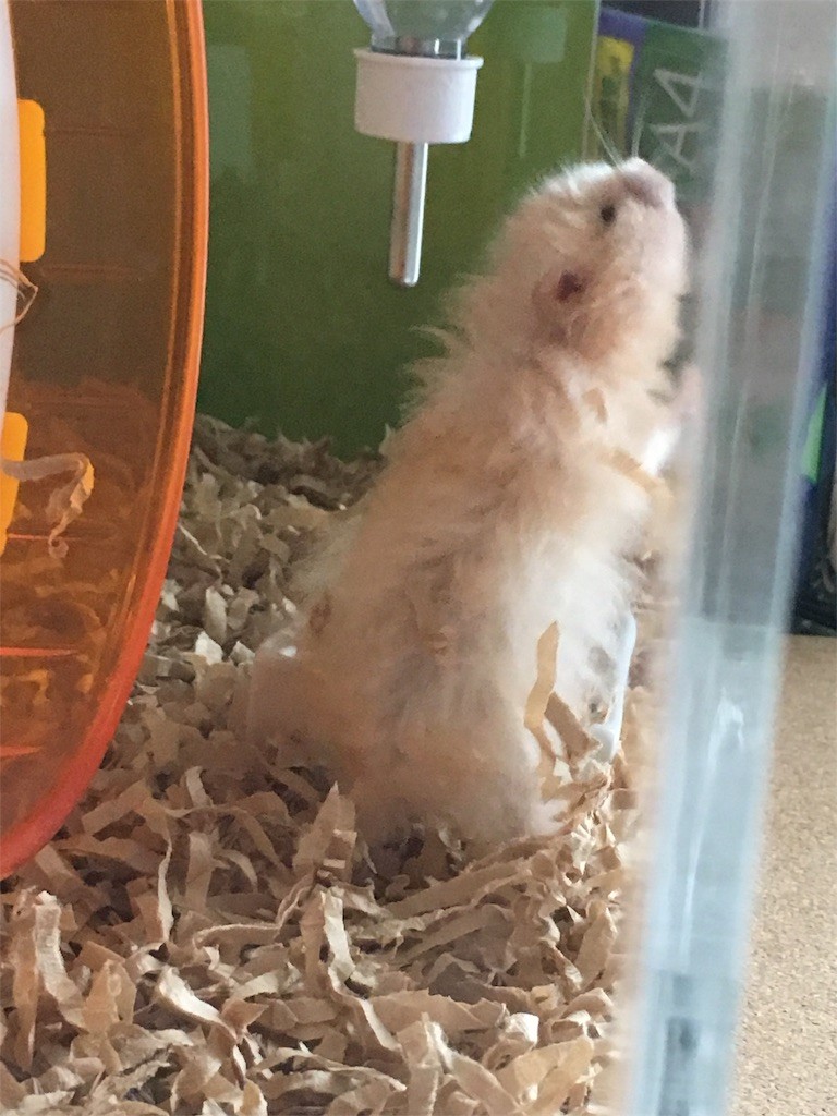 f:id:akie1000:20170520001401j:image f:id:akie1000:20170520001401j:image