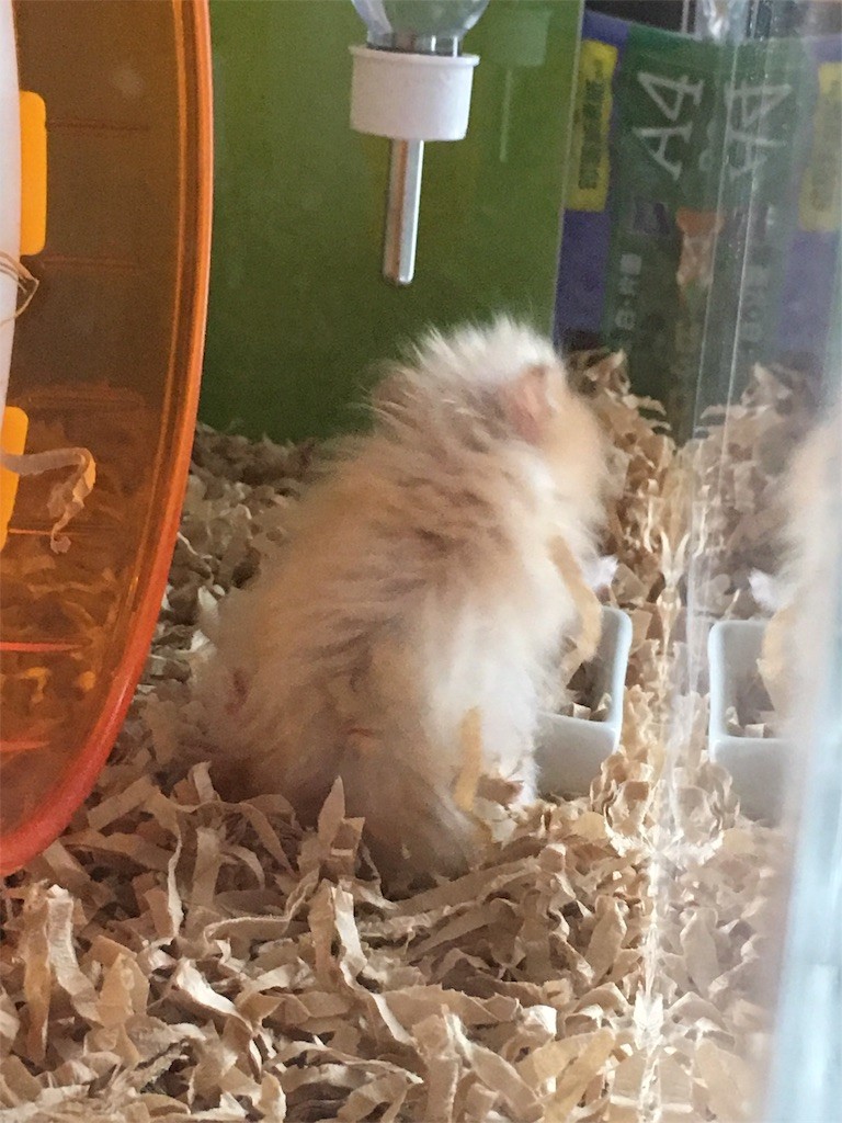 f:id:akie1000:20170520001420j:image f:id:akie1000:20170520001420j:image