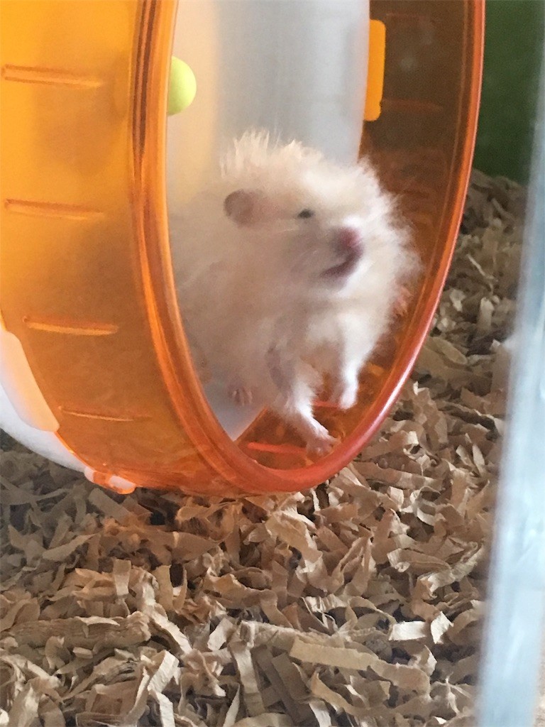 f:id:akie1000:20170520001430j:image f:id:akie1000:20170520001430j:image